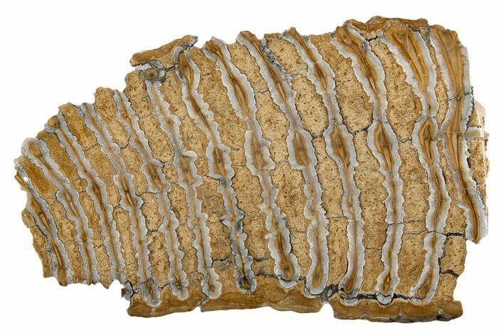 Polished Mammoth Molar Section - South Carolina #335413